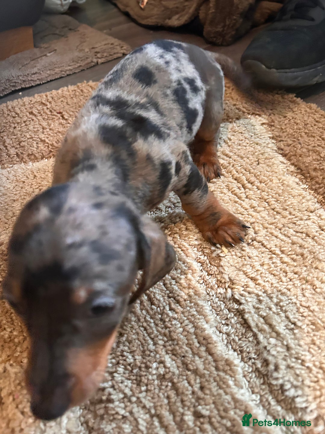 Miniature Dachshund dogs for sale: Dachshund puppies boys and girls ready now - Advert 14