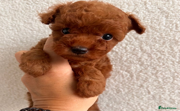 Toy Poodle dogs - Advert 7