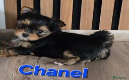 Yorkshire Terrier dogs for sale: Miniature Yorkshire Terrier Puppies - Image 19