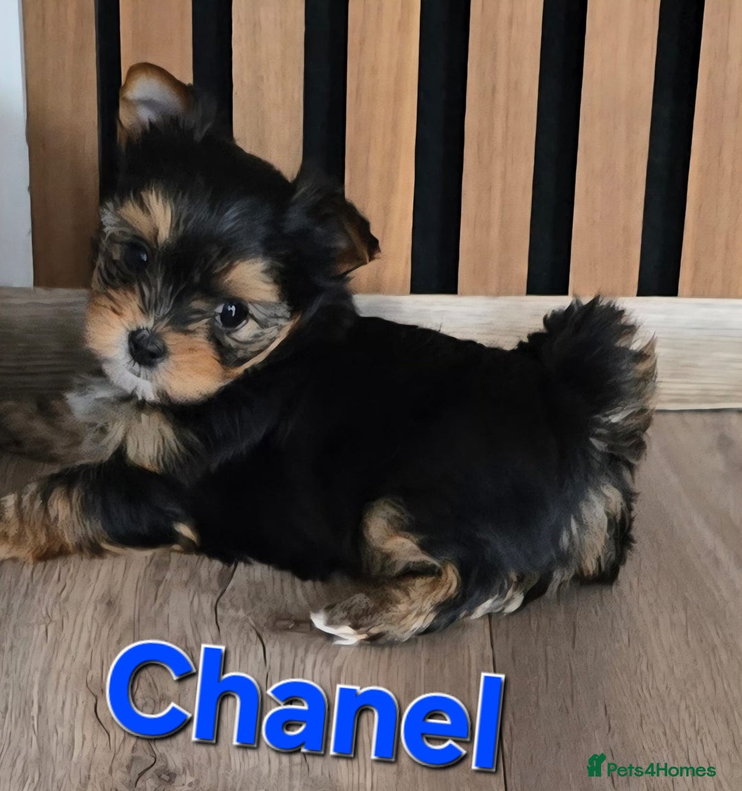 Yorkshire Terrier dogs for sale: Miniature Yorkshire Terrier Puppies - Image 19