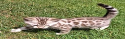 Bengal cats for sale: Stunning snow/silver Bengal kittens - Advert 16