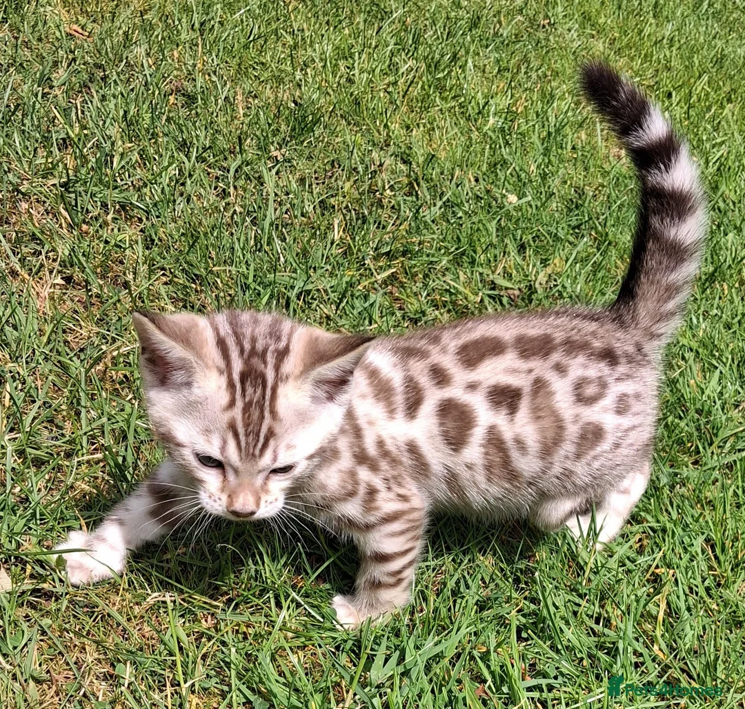 Bengal cats for sale: Stunning snow/silver Bengal kittens - Advert 16