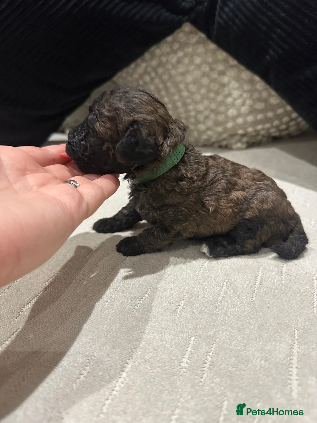 Toy Poodle dogs for sale: Kc Tiny toy poodles DNA 🧬 clear  - Advert 30