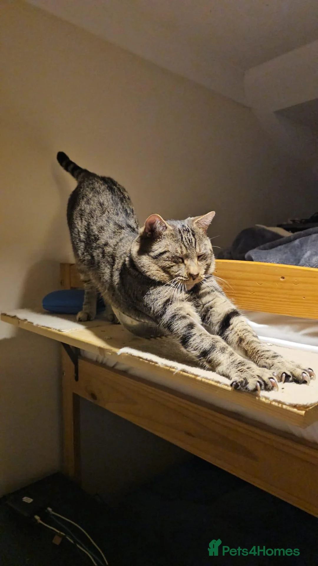 Mixed Breed cats for adoption: Gentle 10 month rescue MaleCat Needs ❤️Home Urgent - Advert 2