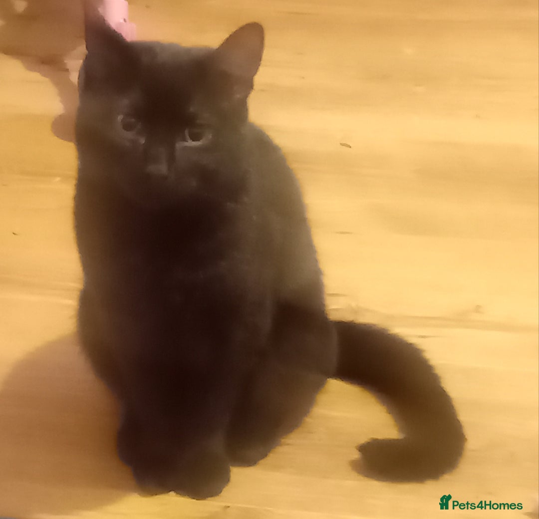 Mixed Breed cats for sale: 7 month old male kitten  - Advert 3