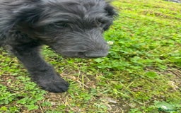Goldendoodle dogs for sale:  F1b golden doodle puppies ready to go.  in Llandeilo - Image 25