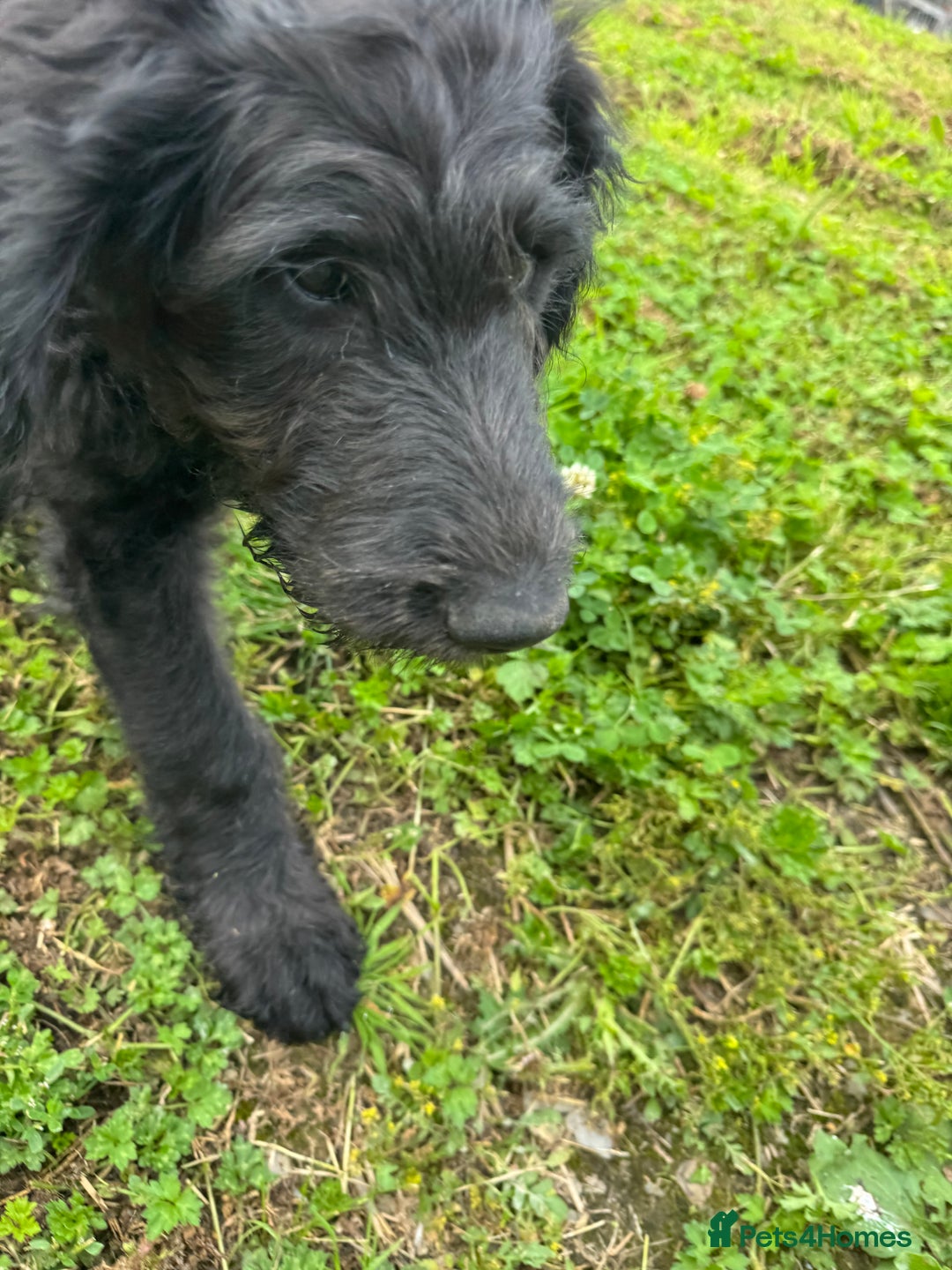 Goldendoodle dogs for sale:  F1b golden doodle puppies ready to go.  in Llandeilo - Image 25