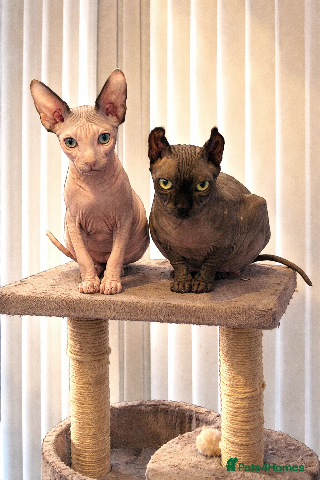 Sphynx cats for sale: Beautiful sphynx babies  - Advert 1