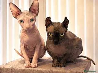 Sphynx cats Beautiful sphynx babies - Advert 1