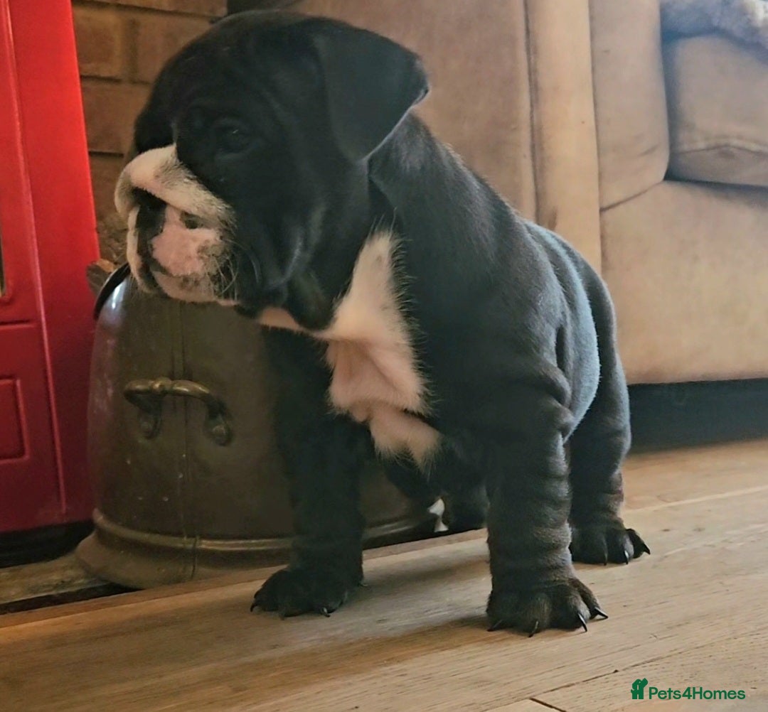 English Bulldog dogs for sale: Outstanding KC English Bulldogs, Top Quality Pups - Image 27