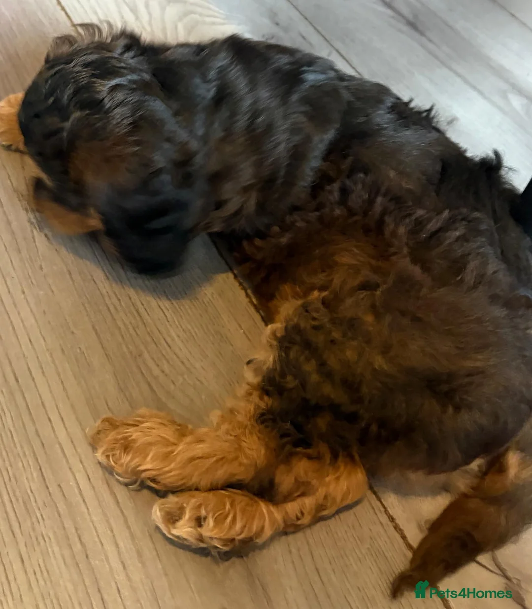 Cockapoo dogs for sale: Beautiful cockapoo puppies  - Advert 8