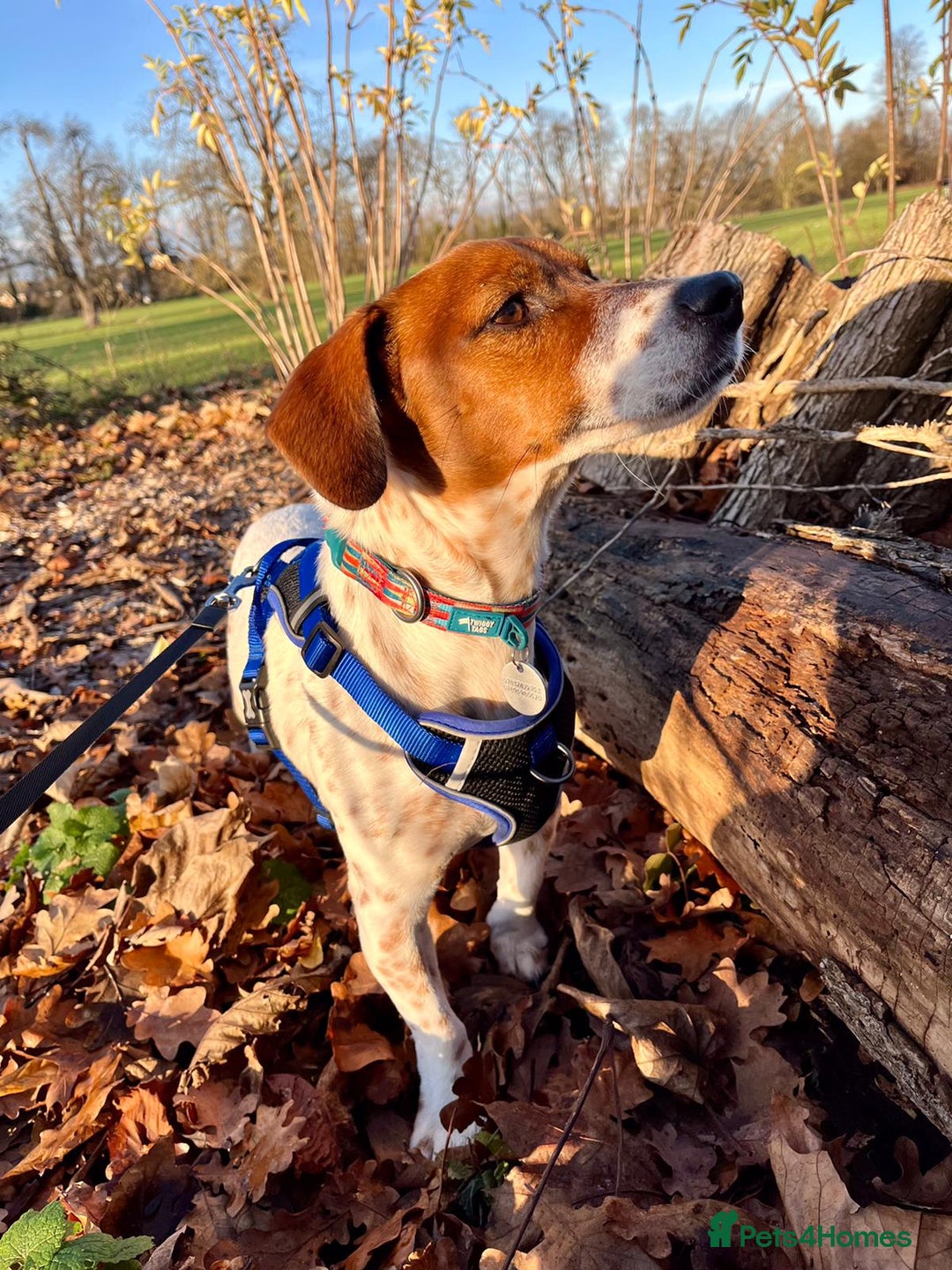 Mixed Breed dogs for adoption: Meet Benny intelligent soul who deserves stability - Advert 2