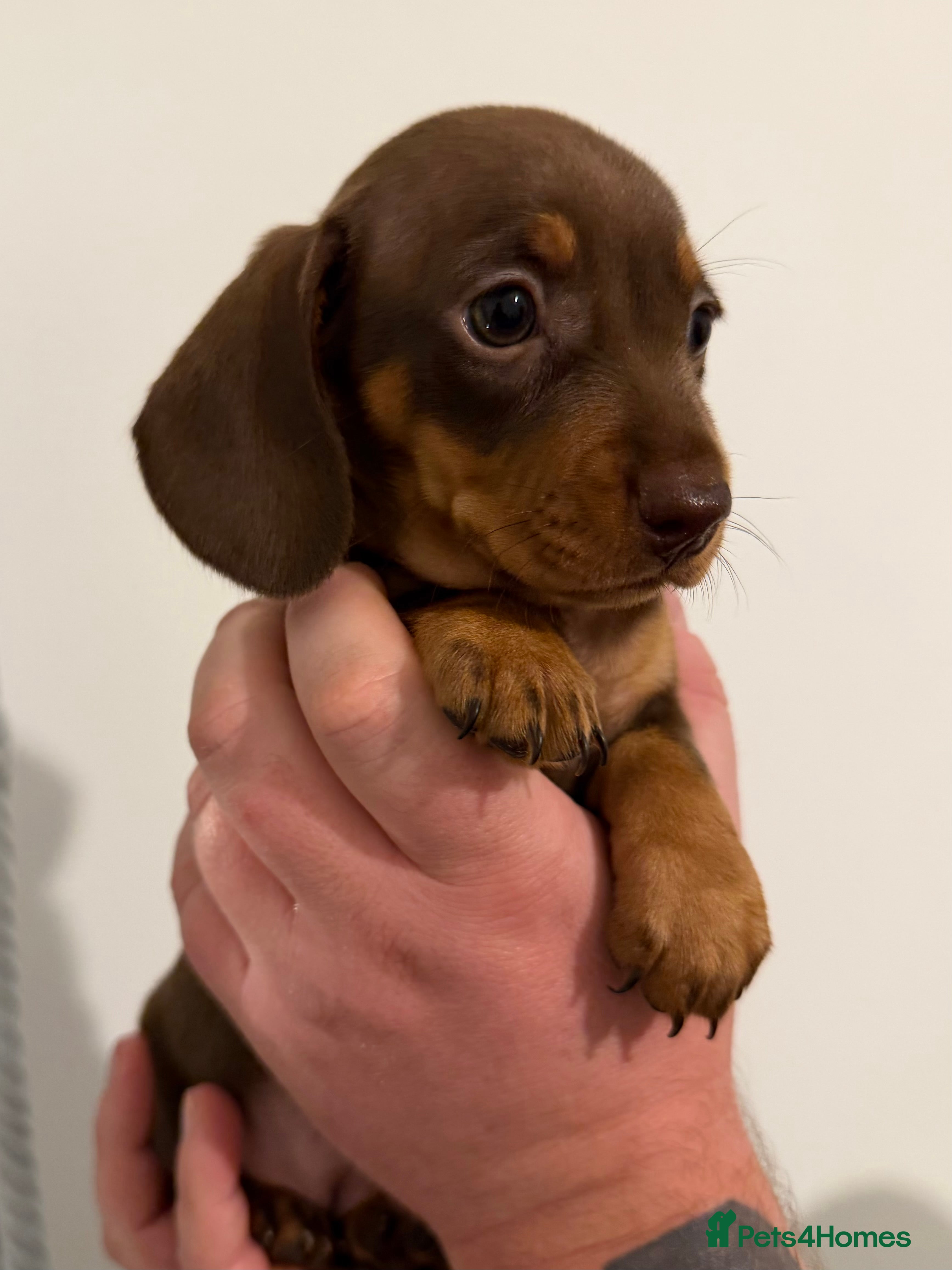 Miniature Dachshund dogs Ready now 🐾 Our last baby mini dachshund girl 🤍 - Advert 1