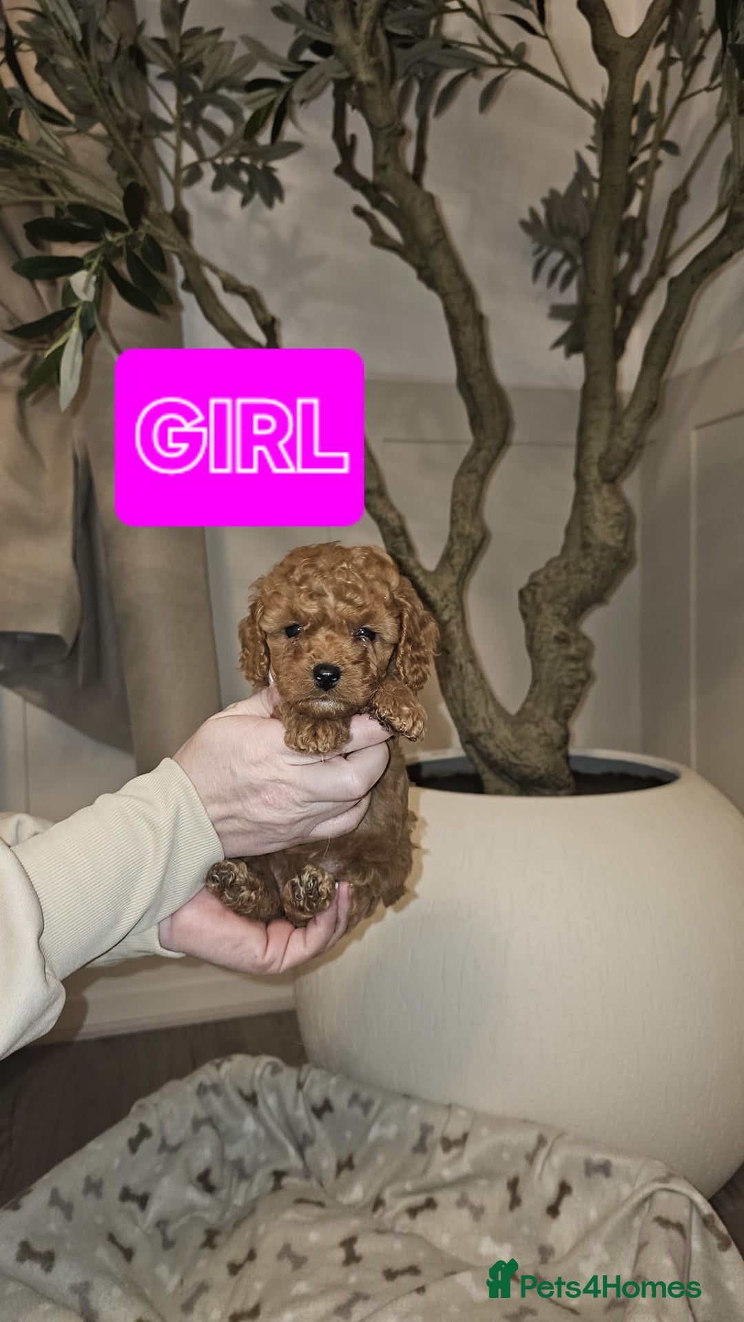 Cavapoo dogs for sale: F1B Cavapoo puppies  - Advert 10