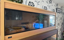 Python Snake reptiles for sale: Superfire Male Ball Python with setup - Image 2