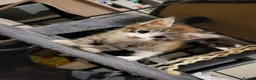 Maine Coon cats for sale: 2 MaineCoons LEFT! - Advert 6