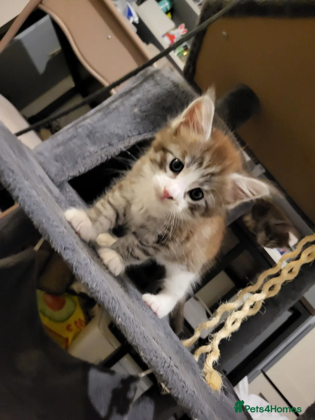 Maine Coon cats for sale: 2 MaineCoons LEFT! - Advert 6