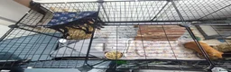 Guinea Pig rodents for sale: Complete Guinea Pig Setup for Sale - Advert 4