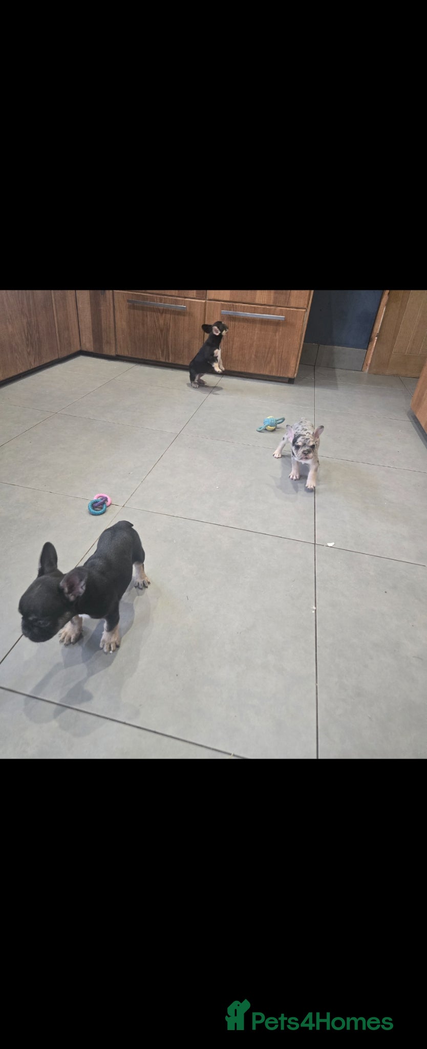 French Bulldog dogs for sale: French bulldog puppies  - Advert 14