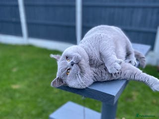 British Shorthair cats ⭐️ Beautiful blue stud Derbyshire ⭐️ in Derby - Advert 10