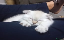 Scottish Fold cats for sale: Scottish Fold kittens x2 - Advert 1