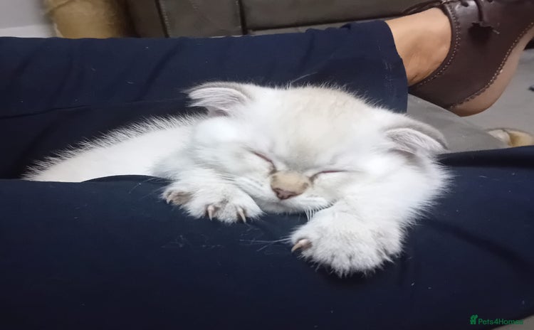 Scottish Fold cats - Advert 4