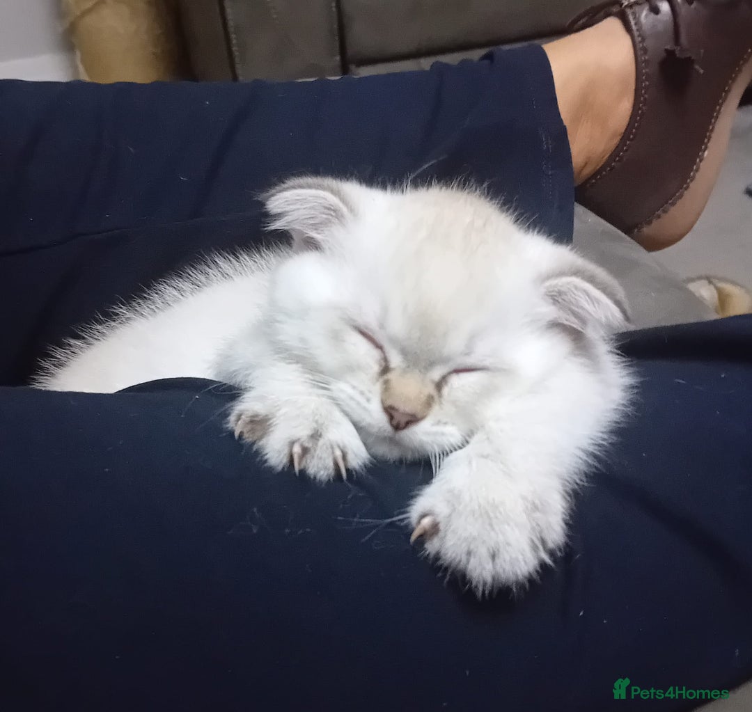 Scottish Fold cats for sale: Scottish Fold kittens x2 - Advert 1