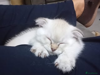 Scottish Fold cats Scottish Fold kittens x2 - Advert 3