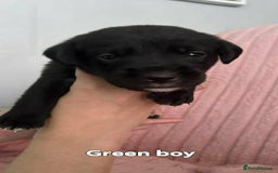 Borador dogs for sale: Beautiful borador puppies. - Image 6