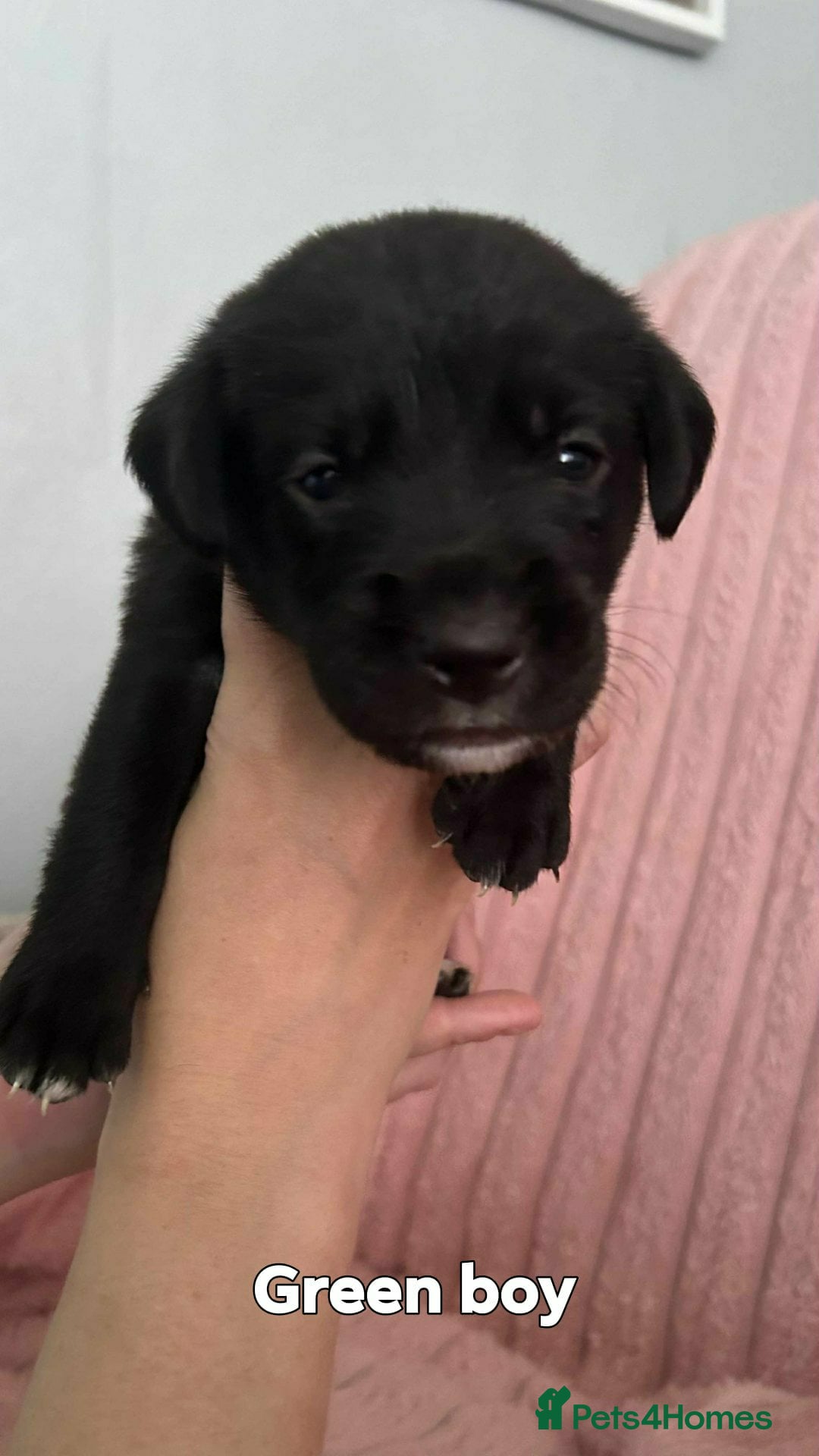 Borador dogs for sale: Beautiful borador puppies. - Image 6