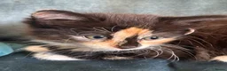 Mixed Breed cats for sale: 4 amazing coloured kittens - Advert 10