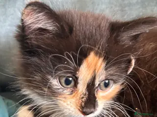 Mixed Breed cats 4 amazing coloured kittens - Advert 2