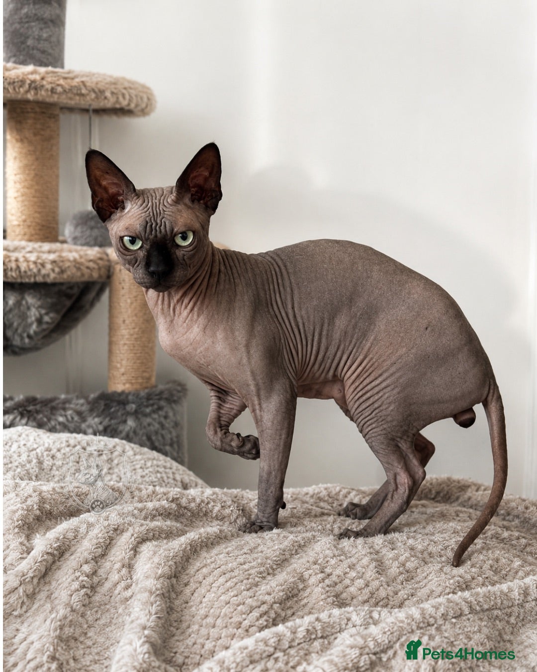 Sphynx cats TICA Registered Active,Canadian Sphynx is for STUD - Advert 2
