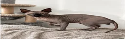 Sphynx cats for stud: TICA Registered Active,Canadian Sphynx is for STUD - Advert 2