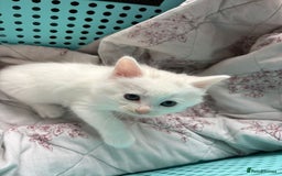 Ragdoll cats for sale: 2 left! Female Ragdoll mix kittens for sale  - Image 19