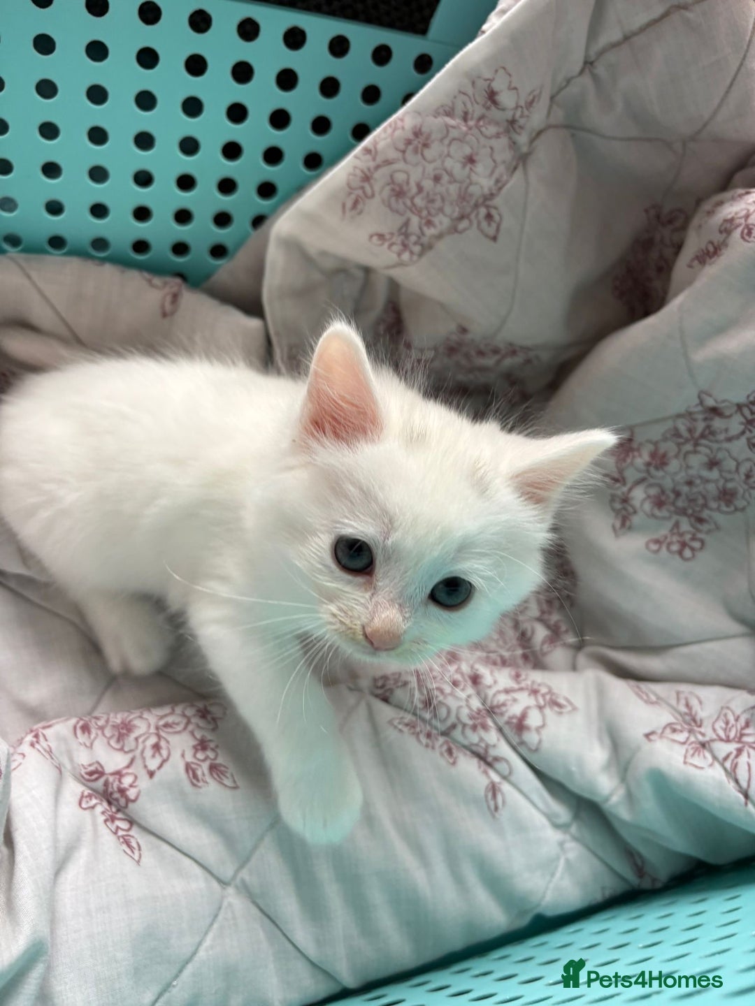 Ragdoll cats for sale: 2 left! Female Ragdoll mix kittens for sale  - Image 19