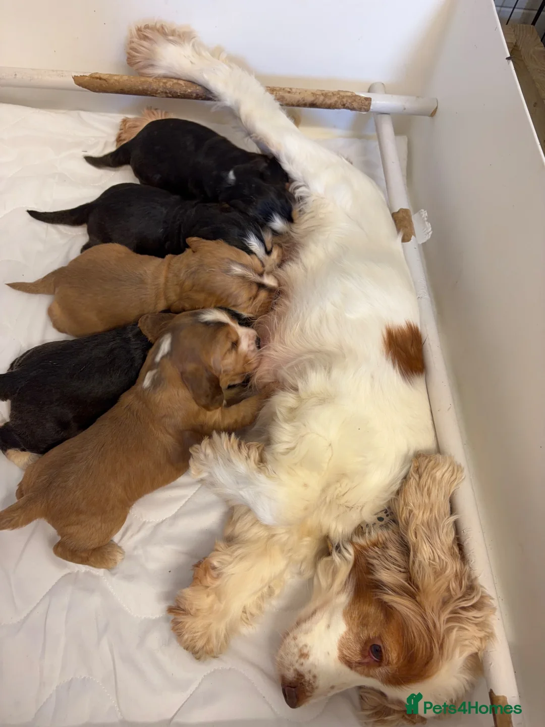 Cocker Spaniel dogs for sale: Stunning litter of show cocker puppies  in Kidwelly - Advert 1