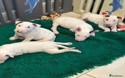 Bull Terrier dogs for sale: USA & UK Champion Bloodline English bull terriers  in Gateshead - Image 15