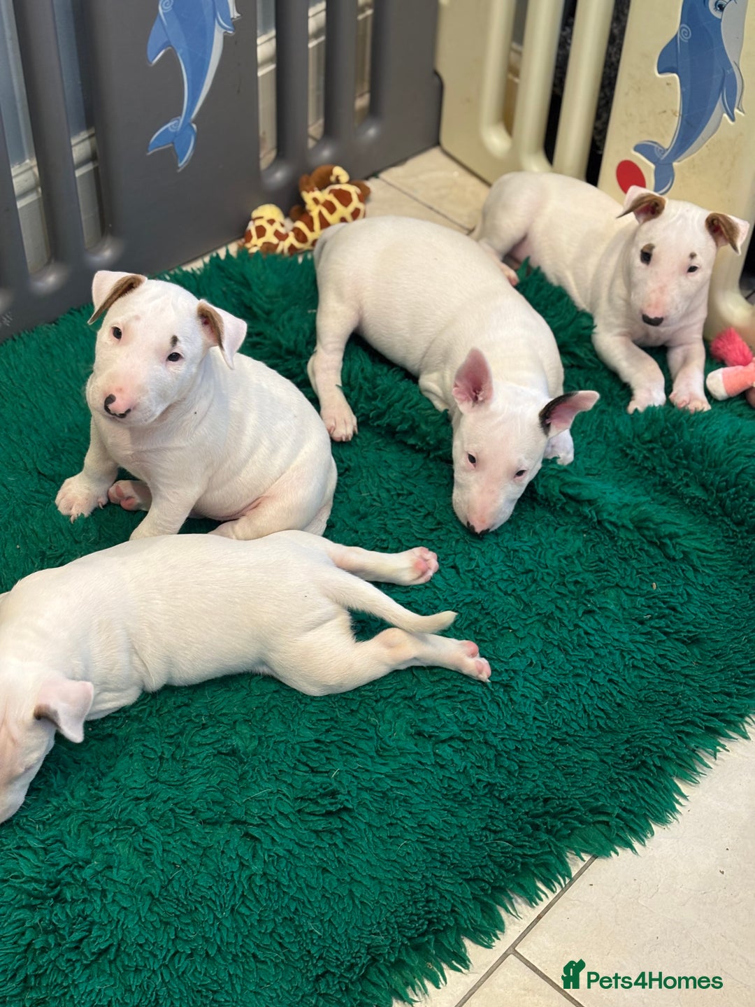 Bull Terrier dogs for sale: USA & UK Champion Bloodline English bull terriers  in Gateshead - Image 15