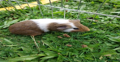 Guinea Pig rodents - Advert 16