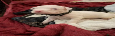 American Bully 5