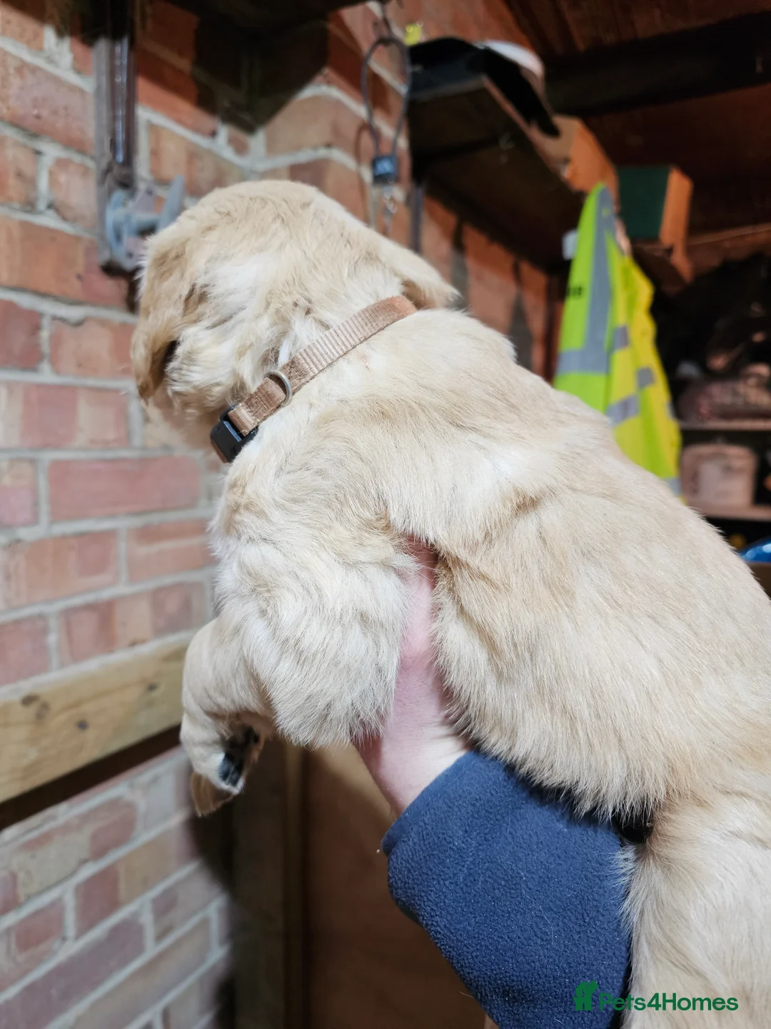 Golden Retriever dogs for sale: Golden retriever puppy for sale in Harrow  London - Advert 3