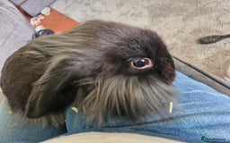 Lionhead rabbits for sale: Male bunny looking for his new home  - Image 2