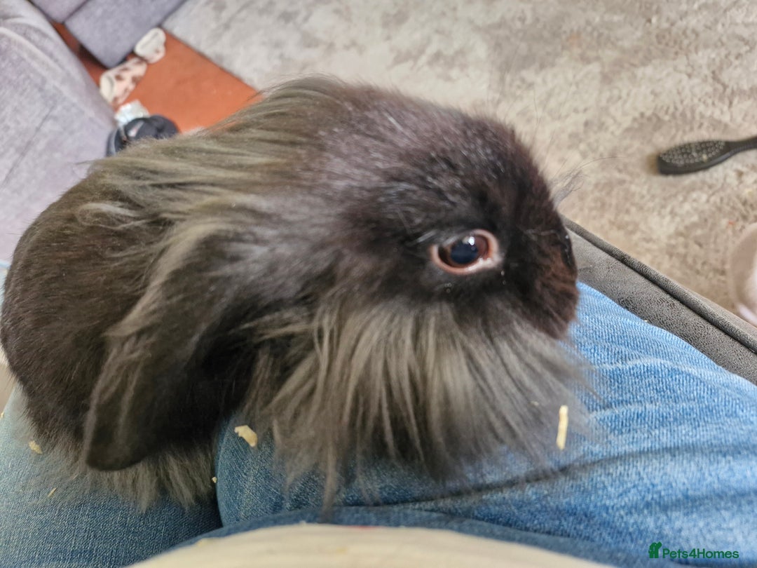 Lionhead rabbits for sale: Male bunny looking for his new home  - Image 2