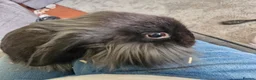 Lionhead rabbits for sale: Male bunny looking for his new home  - Advert 2