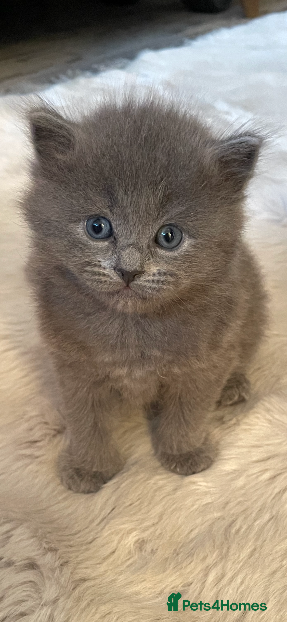 Ragdoll cats Beautiful Ragdoll kittens rare blue colour - Advert 1