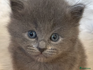 Ragdoll cats Beautiful Ragdoll kittens rare blue colour - Advert 1