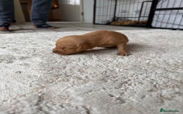 Labrador Retriever dogs for sale: Fox Red Labradors - Image 14