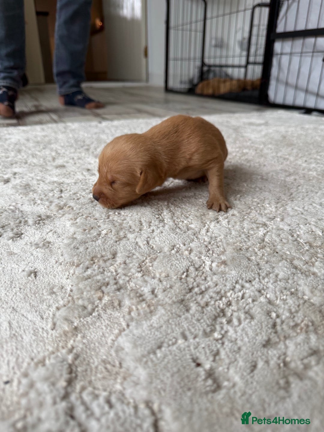 Labrador Retriever dogs for sale: Fox Red Labradors - Image 14