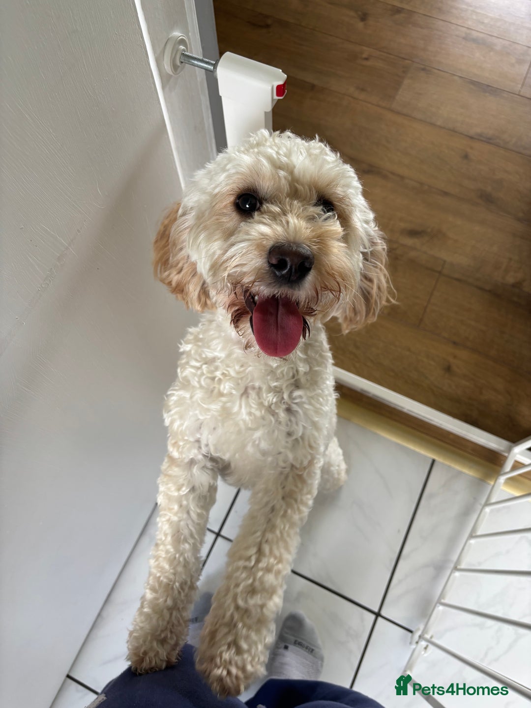 Cockapoo dogs for sale: 1 year old Cockapoo for rehoming  - Advert 3